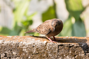 Brown Pigeon sitting on house wall