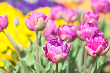 チューリップの花