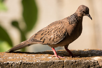 Brown Pigeon sitting on house wall