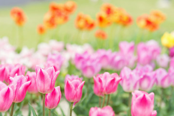 ピンクのチューリップ