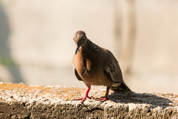 Brown Pigeon sitting on house wall