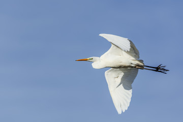 Great egret in flight seen from below on the blue sky.