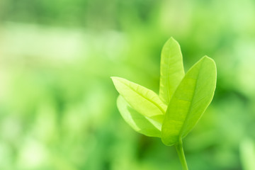 Fototapeta na wymiar green leaves on a green background