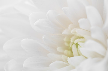 Obraz na płótnie Canvas White flower macro