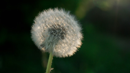 dandelion on background of green grass