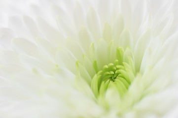 White flower macro
