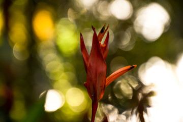 exotic Red Strelitzia reginae flower bud paradise - 265489929