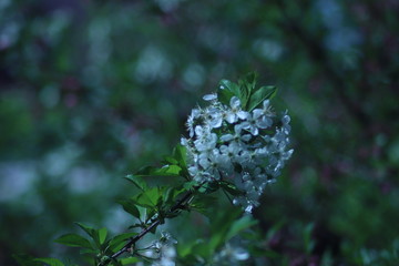 kwitnące drzewo wiśni © Magorzata