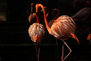 America flamingo