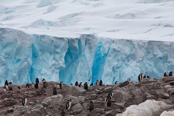 Gentoo penguins in Antarctica
