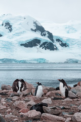 Gentoo penguins in Antarctica - 265490180