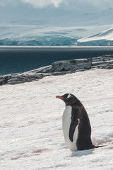 Gentoo penguins in Antarctica - 265490196