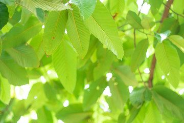 Green leaf tree background