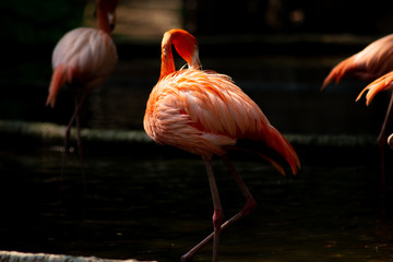 America flamingo