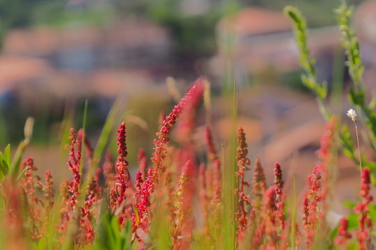 Red and green plants in the nature