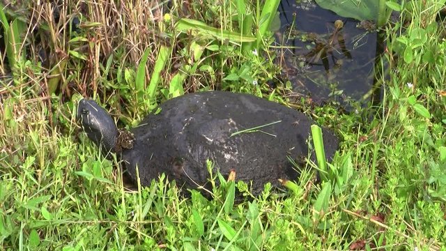 Dark Florida Cooter Turtle in the Grass Meadow in the Everglades in Florida, United States