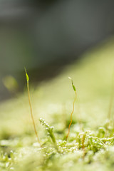 Moss-001