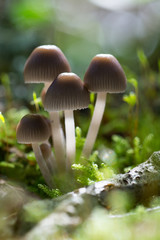 Mushroom-003