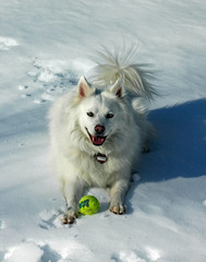 American Eskimo dog in snow smiling with ball
