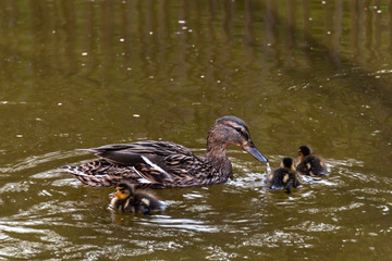 Female mallard with ducklings