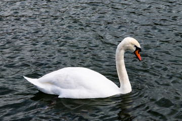 mute swan on lake