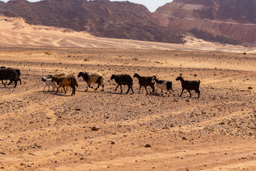 Fototapeta na wymiar A herd of sheep and goats in the desert of the Sinai Peninsula. Animals living in extreme conditions. Egypt.