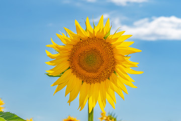 Fototapeta premium Bright yellow sunflowers on on blue sky background.