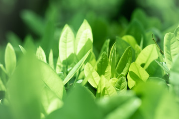 Macro Shots. Green Leaf Background