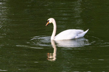 Swan on lake with reflection