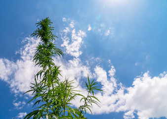 Fototapeta na wymiar Marijuana plant at outdoor cannabis farm field.