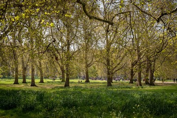 Springan Hyde park 3