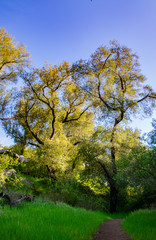 Fototapeta premium Oakoasis