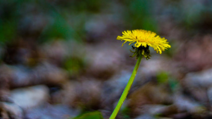 dandelion in the grass with copy space for text or image
