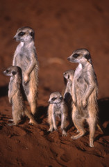 Meerkat Family in the Kalahari desert - Namibia