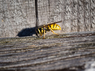 Wasp sitting on a wooden fence