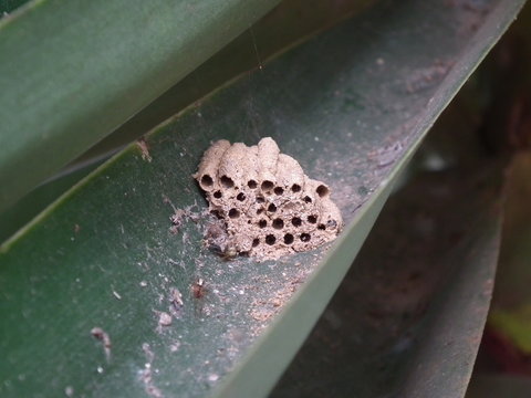 Casulo