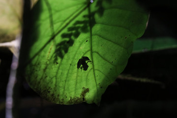 tiny frog shadow on a leaf