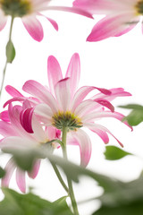 Pink Chrysanthemum Flowers on White Background