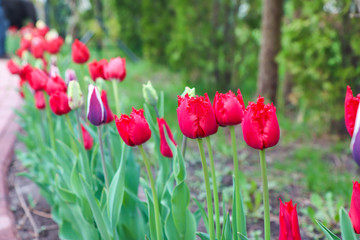 purple dutch tulips in a home garden along the sidewalk