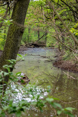 View of green natural forests with river in Leipzig Grosszschocher-Knautkleeberg district