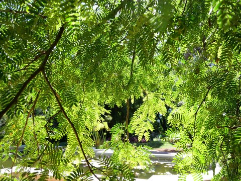 Mimosenbaum Argentinien, Cebil colorado