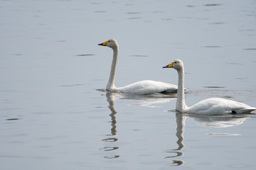 Swans