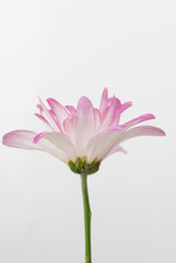 Pink Chrysanthemum Flowers on White Background