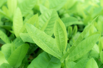 close up of green leaves