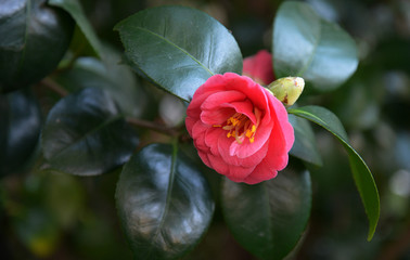 camelia