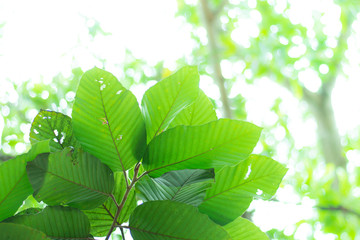Nature background - Green leaved full frame background 