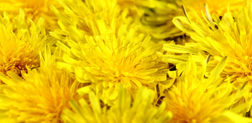 Background with yellow dandelions form homeopathy