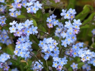 Myosotis alpestris or alpine forget-me-not flowers