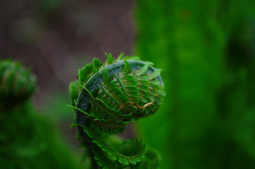 spring plants, the sprout of a young fresh green fern