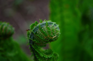 spring plants, the sprout of a young fresh green fern